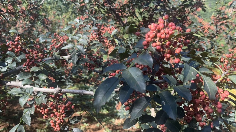 束椒成熟果实特写