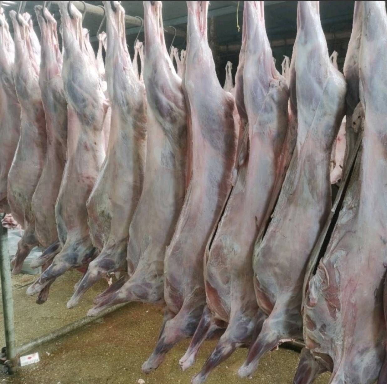 白条羊胴体正面展示图