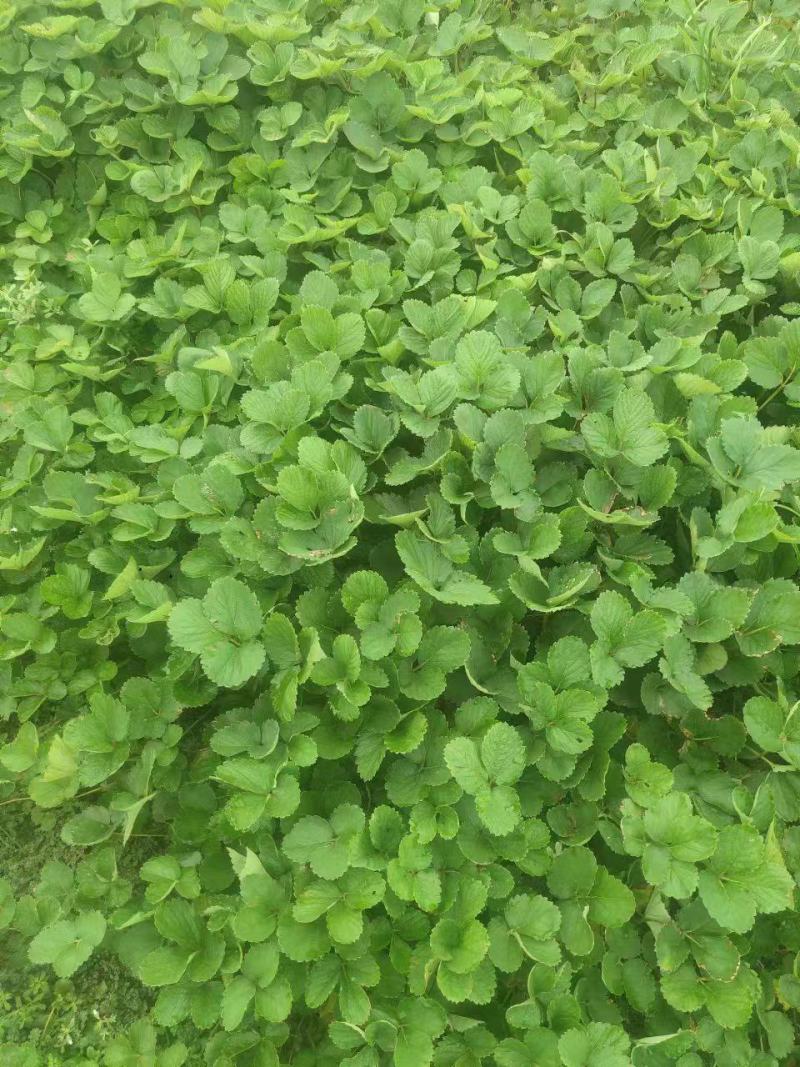 优质脱毒红颜草莓苗，甜宝草莓苗