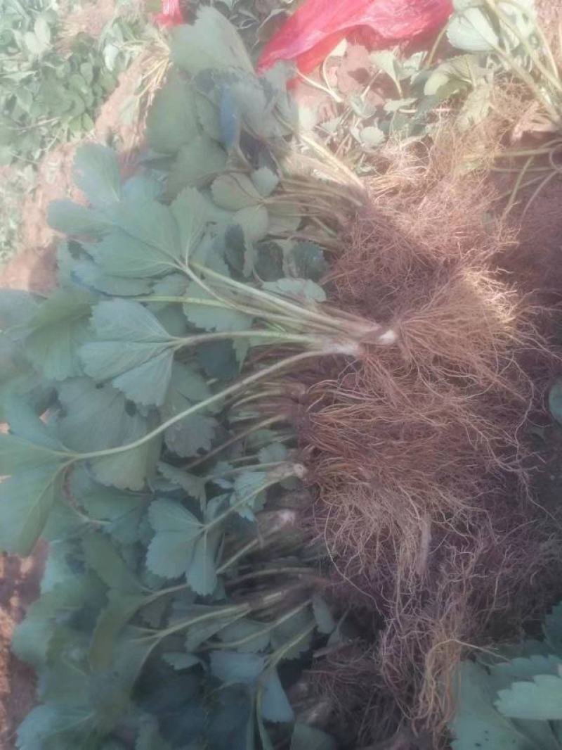 优质脱毒红颜草莓苗，甜宝草莓苗