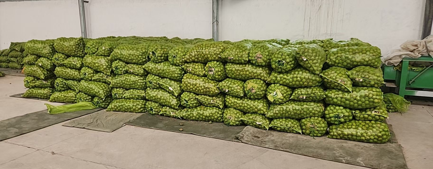 青皮核桃冷藏保存示意图