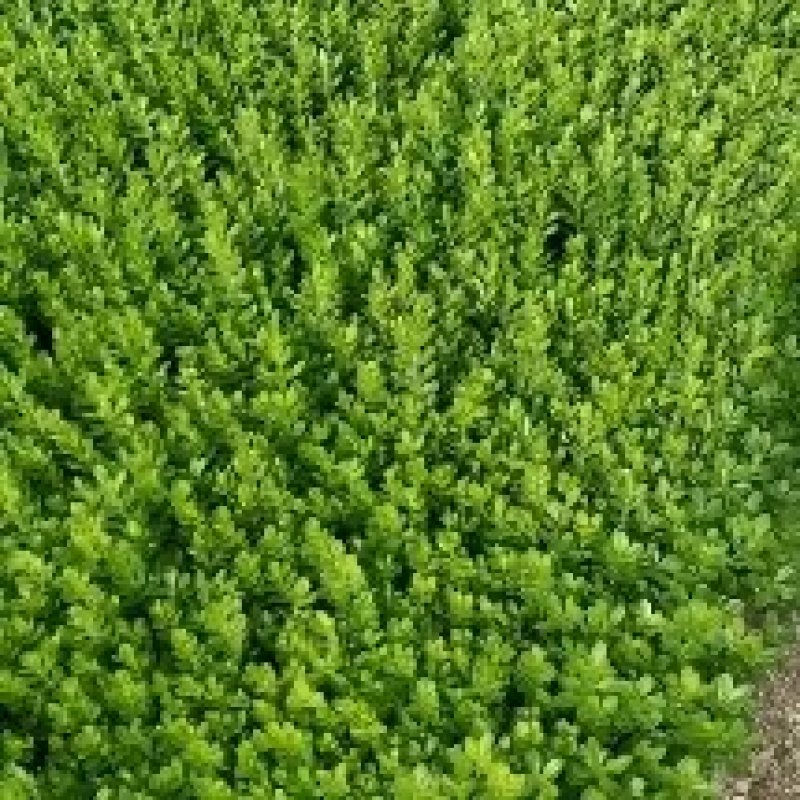 朝鲜黄杨苗