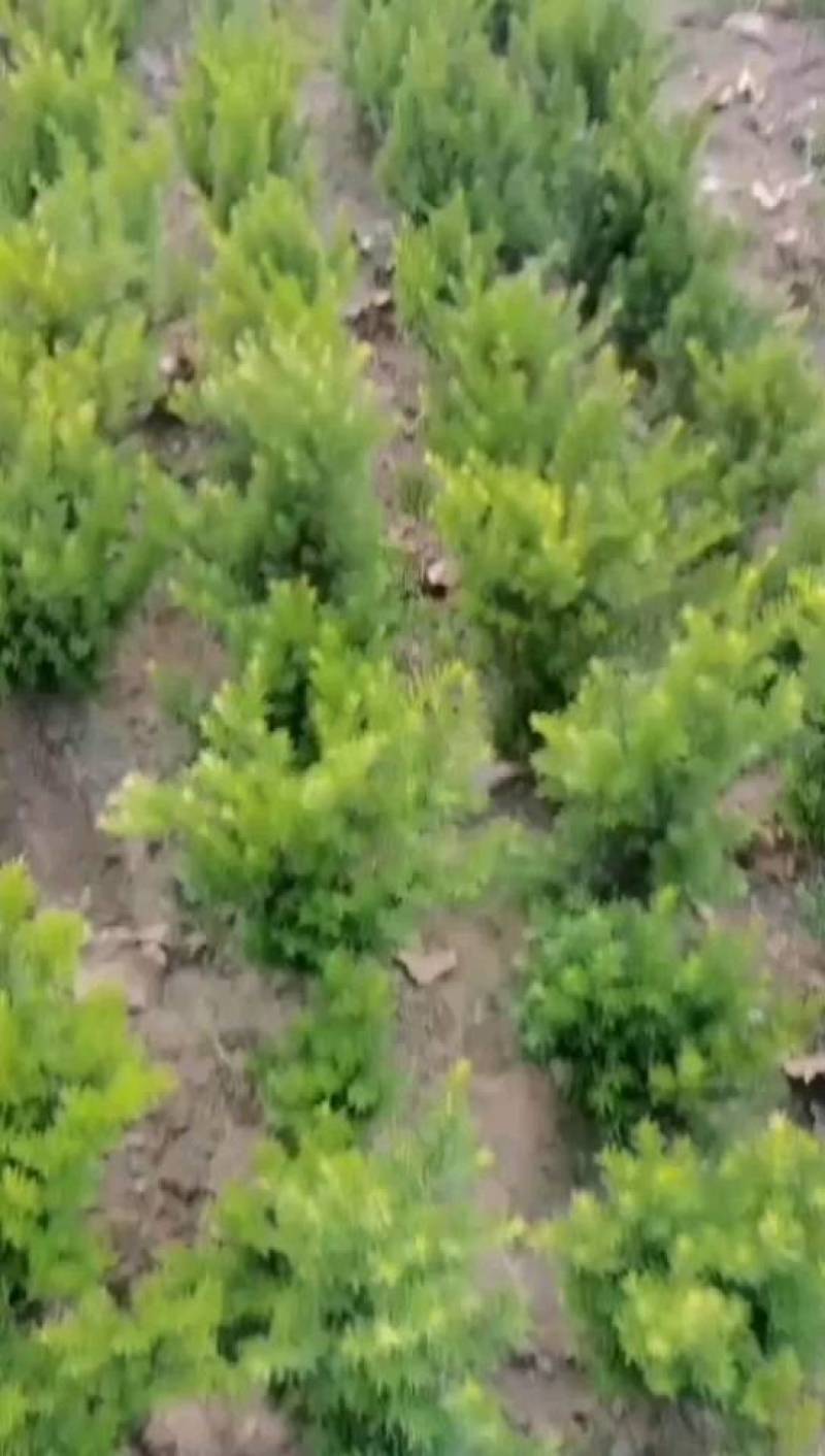 矮紫杉绿篱苗，耐寒性强，适应性广，绿化效果好