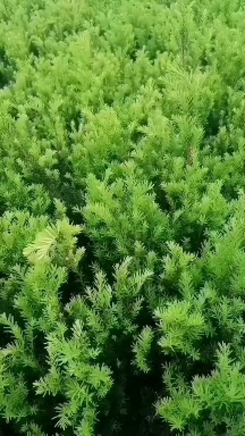 矮紫杉绿篱苗