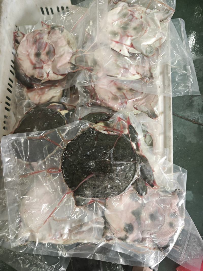 冰鲜开肚甲鱼.长期供货，规格齐全，量大从优
