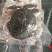 冰鲜开肚甲鱼.长期供货，规格齐全，量大从优