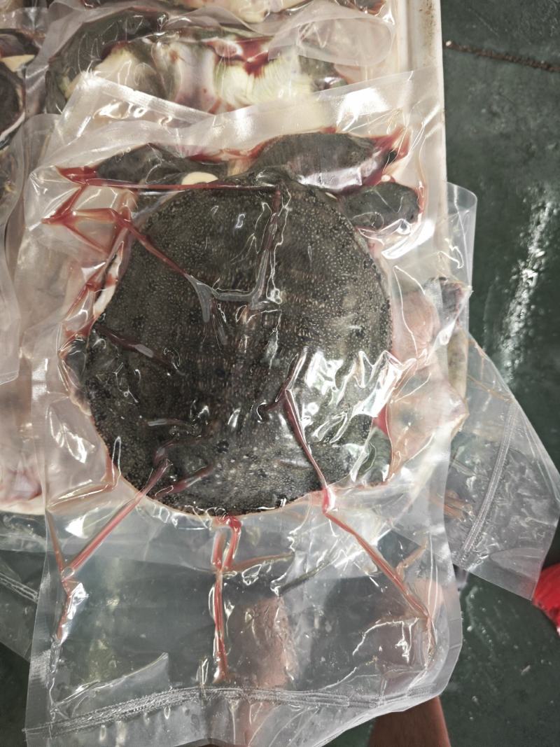 冰鲜开肚甲鱼.长期供货，规格齐全，量大从优