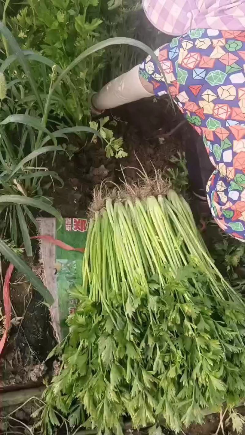 【芹菜】山东山芹大量上市产地对接全国市场电商商超