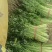 【芹菜】山东山芹大量上市产地对接全国市场电商商超