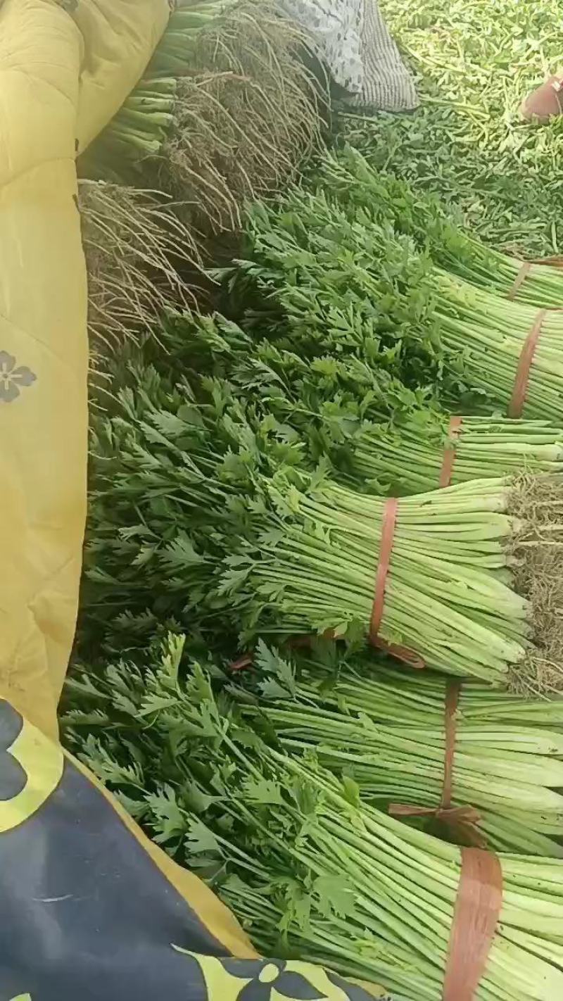 【芹菜】山东山芹大量上市产地对接全国市场电商商超