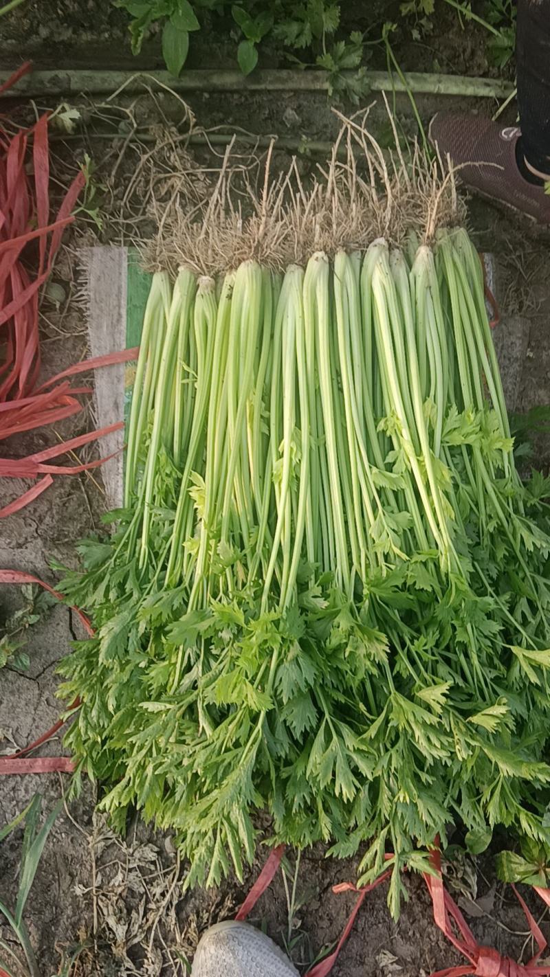 【芹菜】山东山芹大量上市产地对接全国市场电商商超