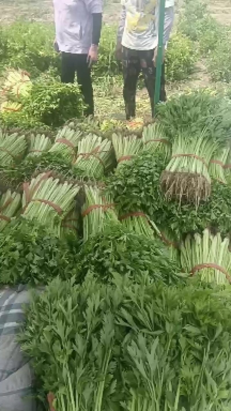 山东潍坊芹菜大量上市货源充足现货供应对接市场商超电商直供