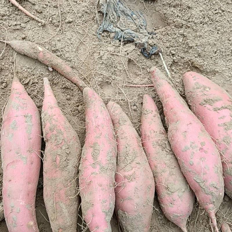 万亩基地西瓜红红薯需要的老板联系我