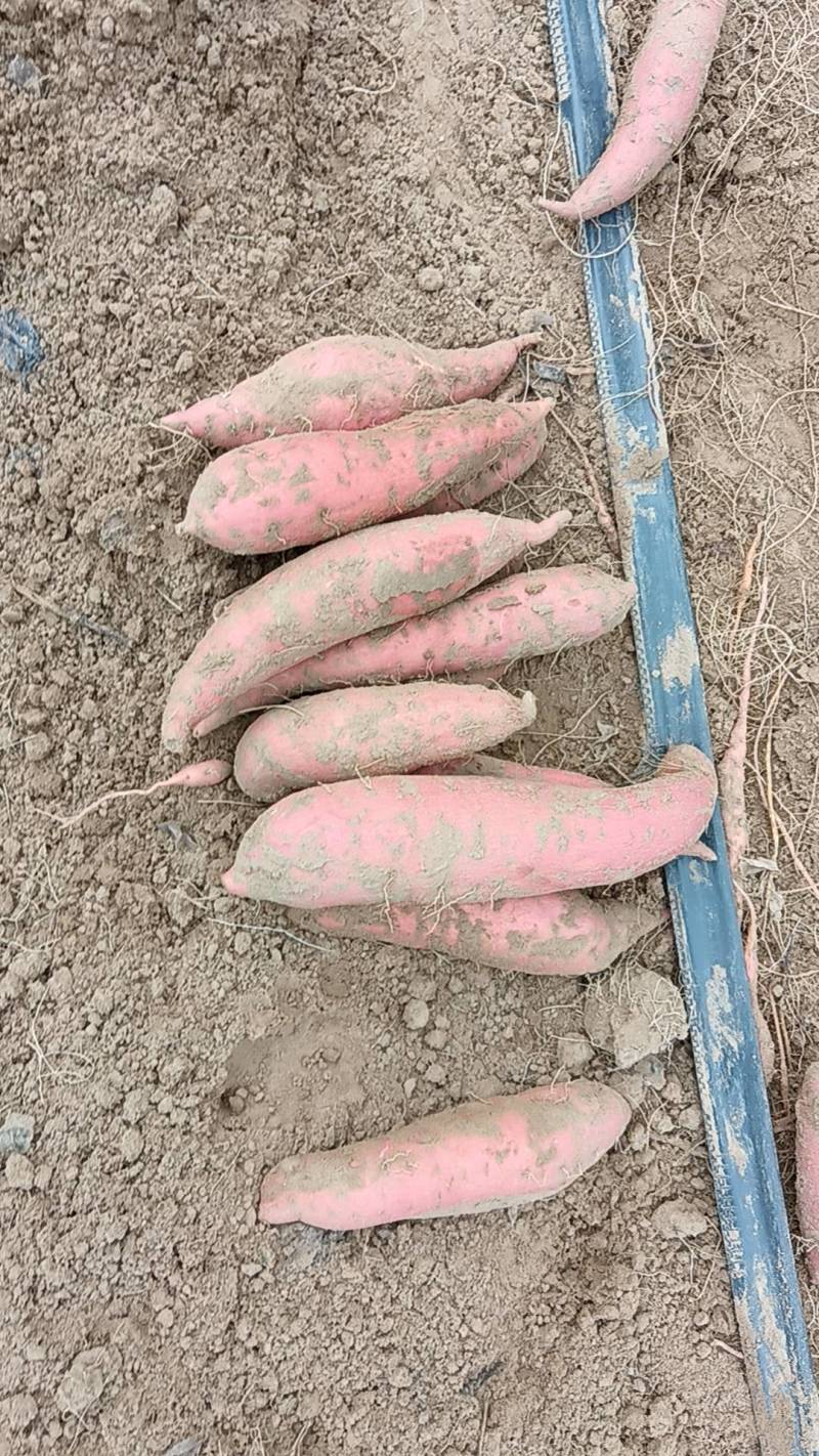 万亩基地西瓜红红薯需要的老板联系我