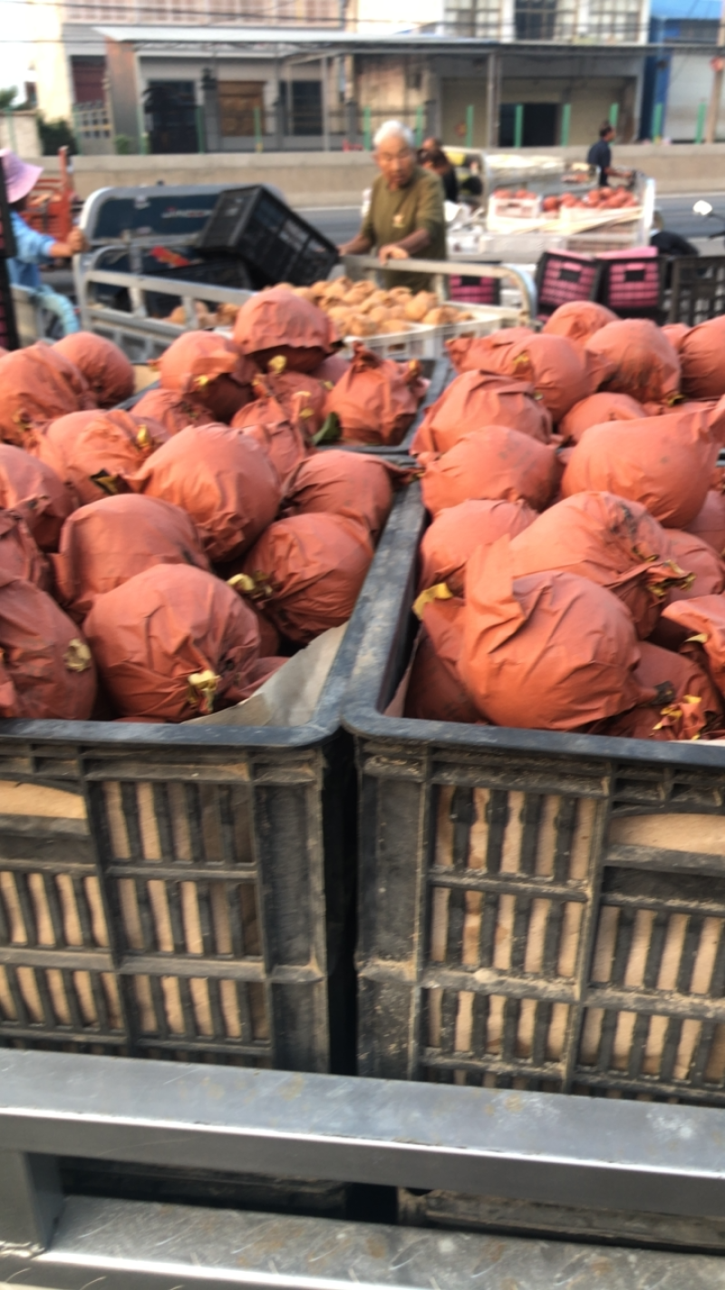 砀山精品秋月梨质量好甜度高欢迎各地客户前来采购