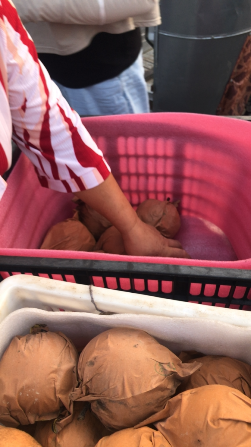 砀山精品秋月梨质量好甜度高欢迎各地客户前来采购
