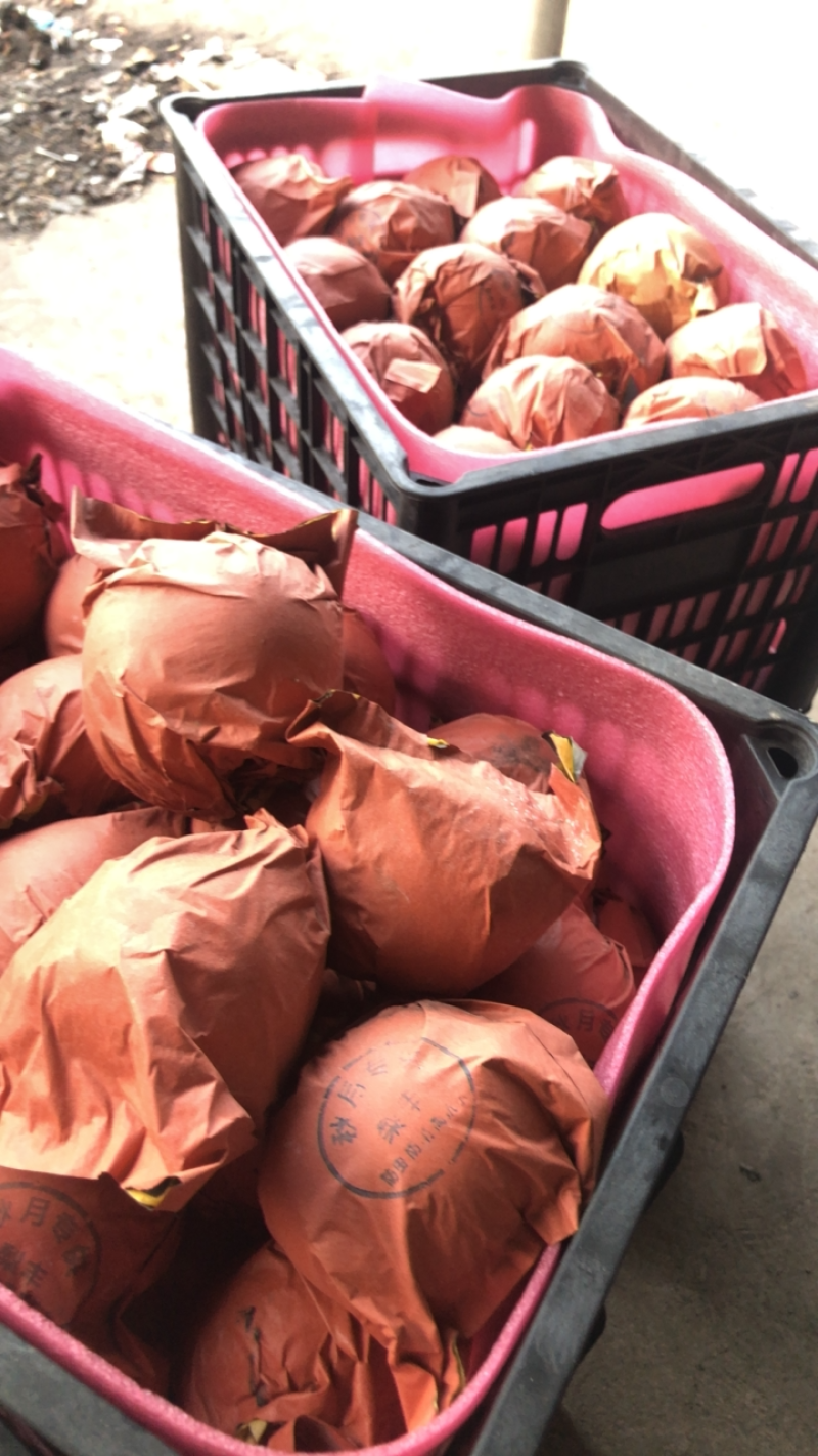 砀山精品秋月梨质量好甜度高欢迎各地客户前来采购
