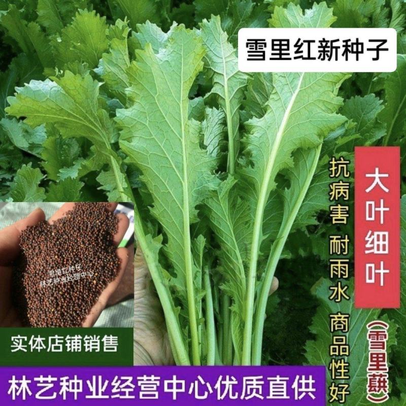 雪里红种子大叶细叶九头鸟雪里蕻阳台盆栽四季蔬菜秋季雪菜种