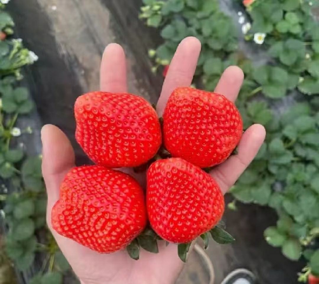 红颜草莓与其他常见草莓品种对比图