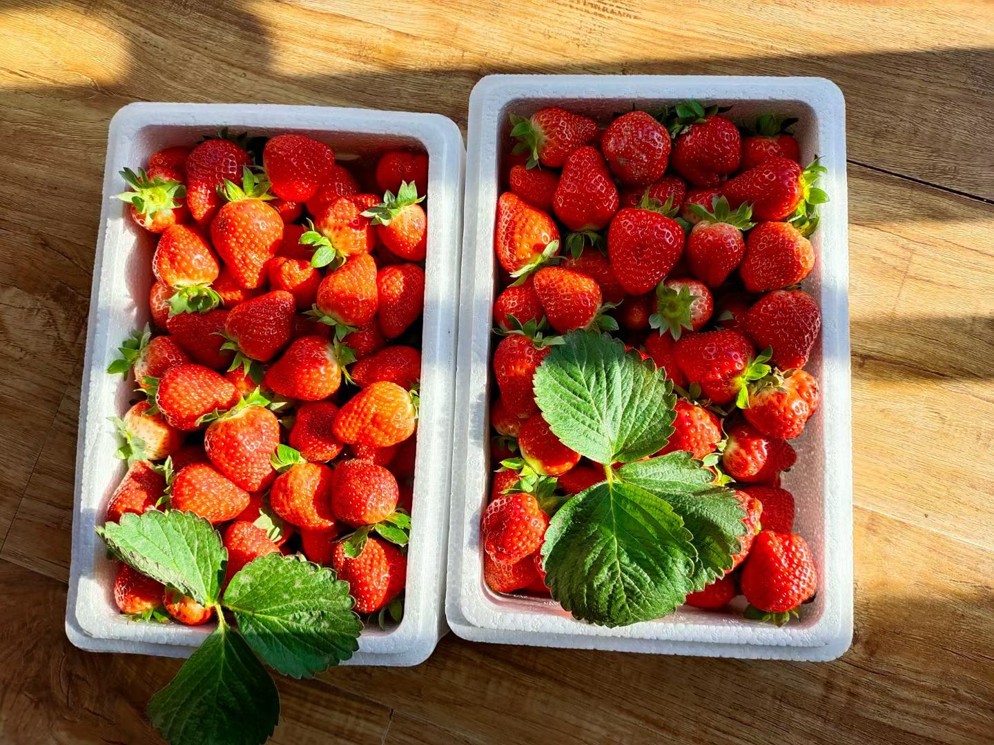 木质托盘上摆放着三种不同规格的妙香三号草莓精品礼盒,采用透明视窗设计,可见内部整齐码放的鲜红果实,外盒印有‘奶油草莓·妙香三号’字样及二维码溯源信息,背景为简约中式风格桌面,体现高端农产品定位 妙香三号草莓礼盒包装展示