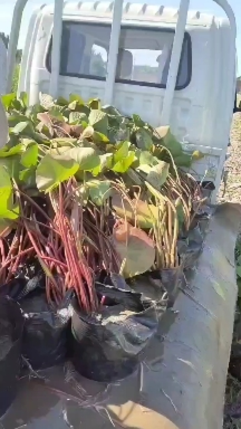盆栽荷花苗