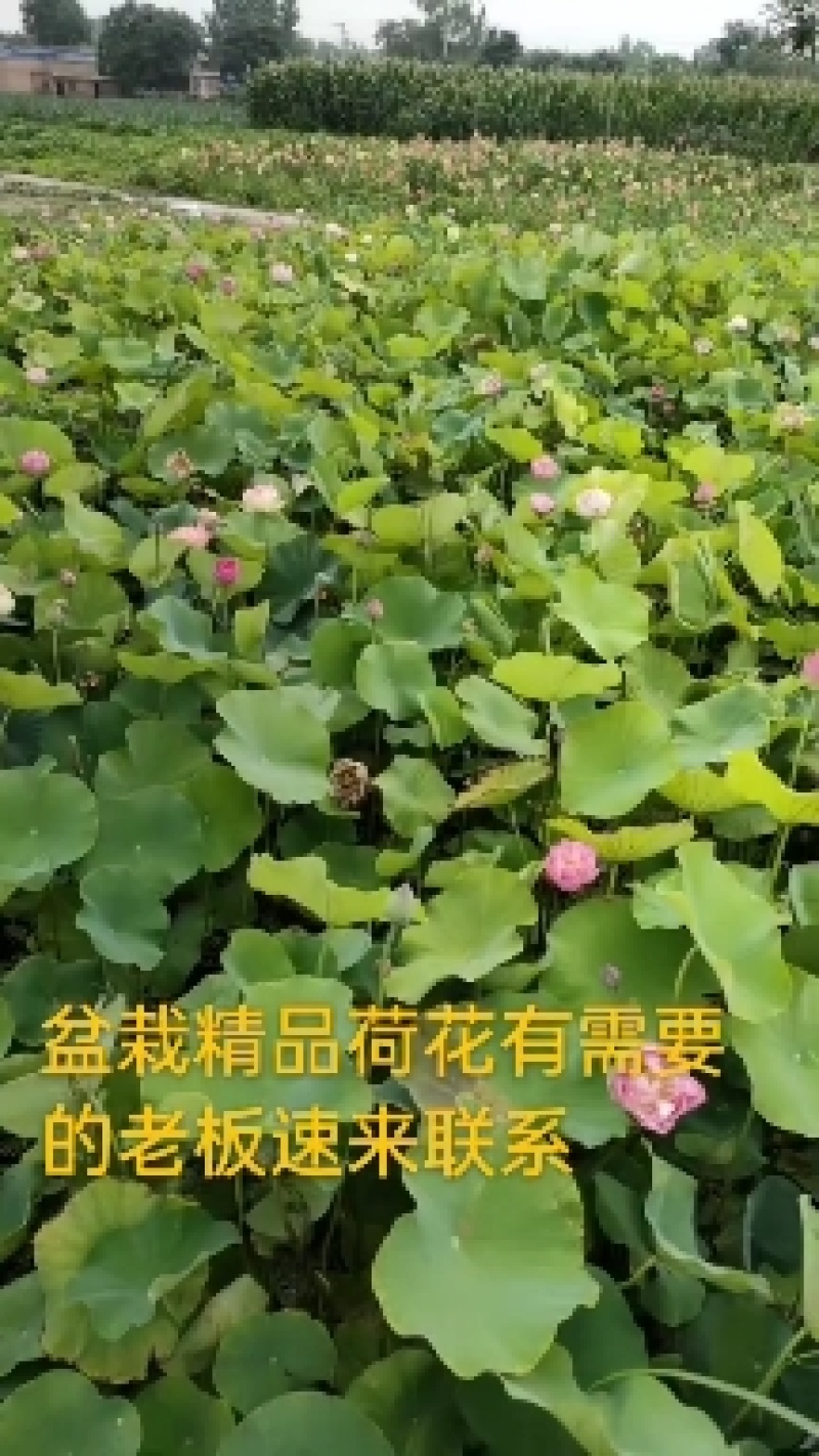 盆栽荷花苗