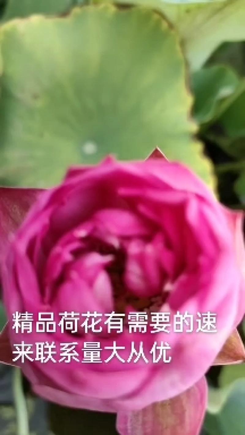 盆栽荷花苗