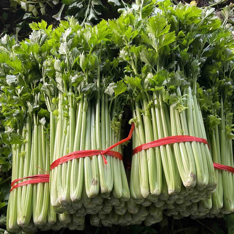 精品芹菜量大产地直发质量保证量大