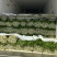 精品芹菜量大产地直发质量保证量大