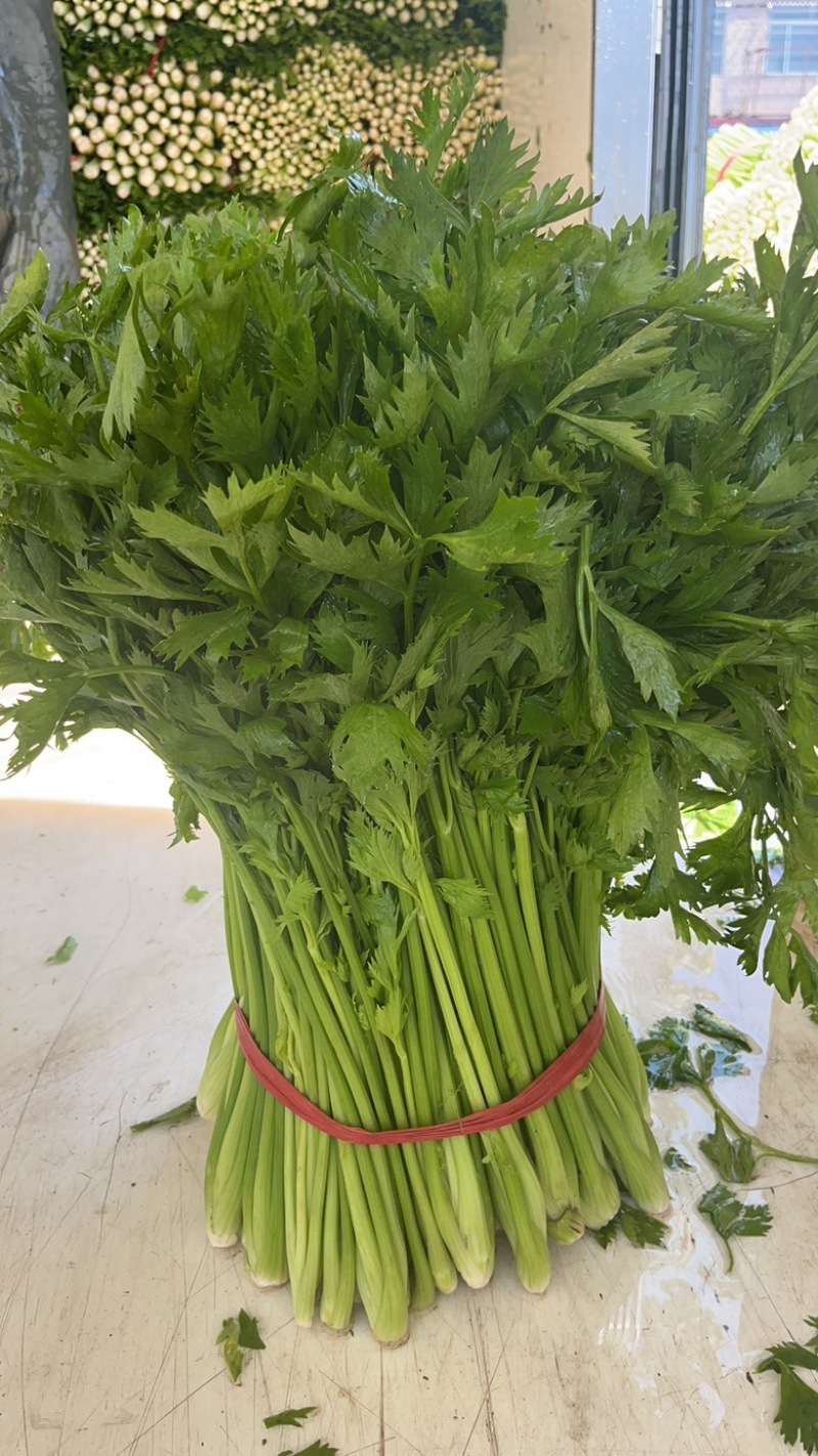 精品芹菜量大产地直发质量保证量大