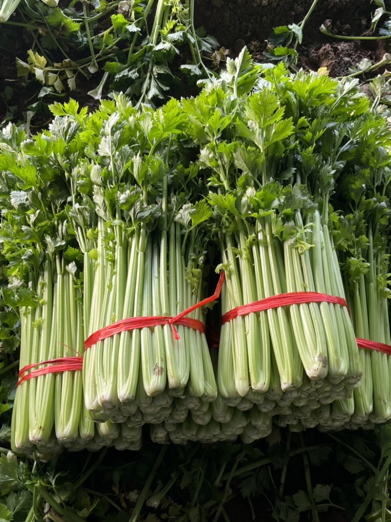 精品芹菜量大产地直发质量保证量大
