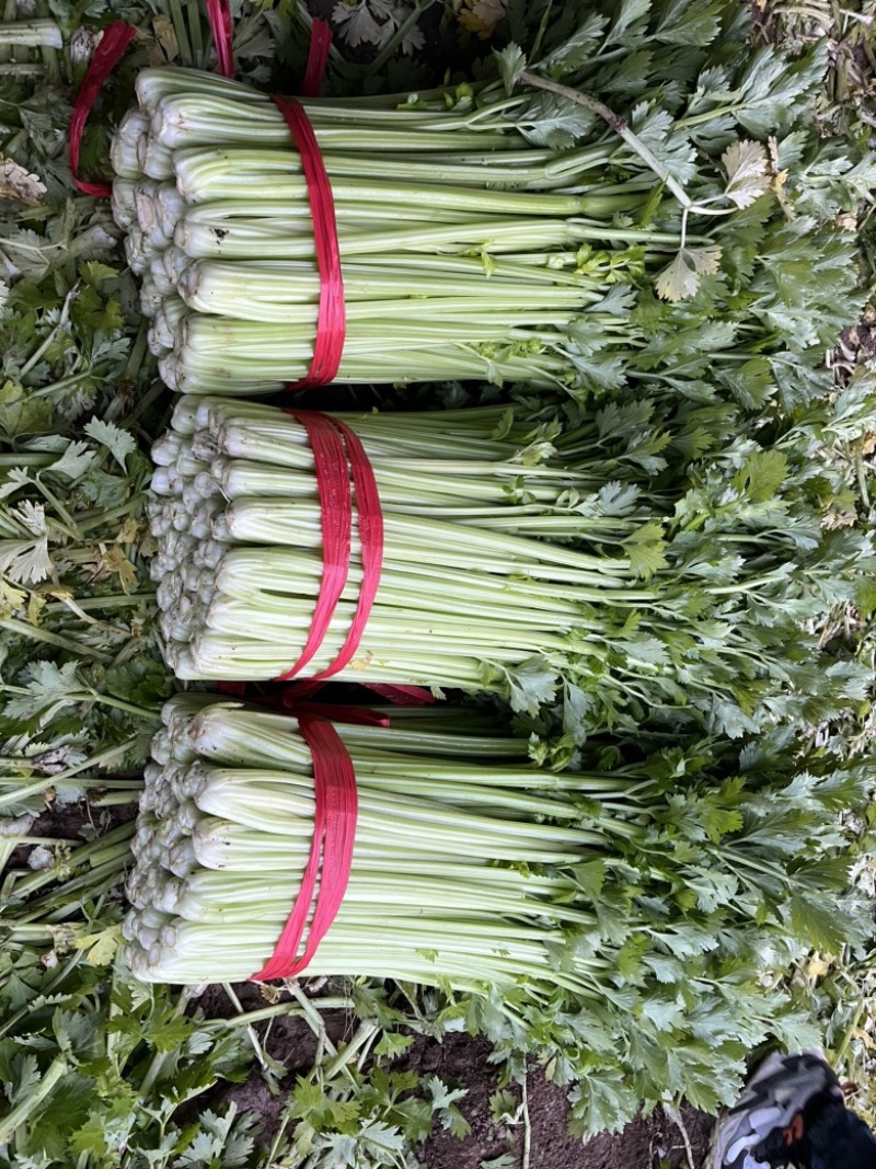 精品芹菜量大产地直发质量保证量大
