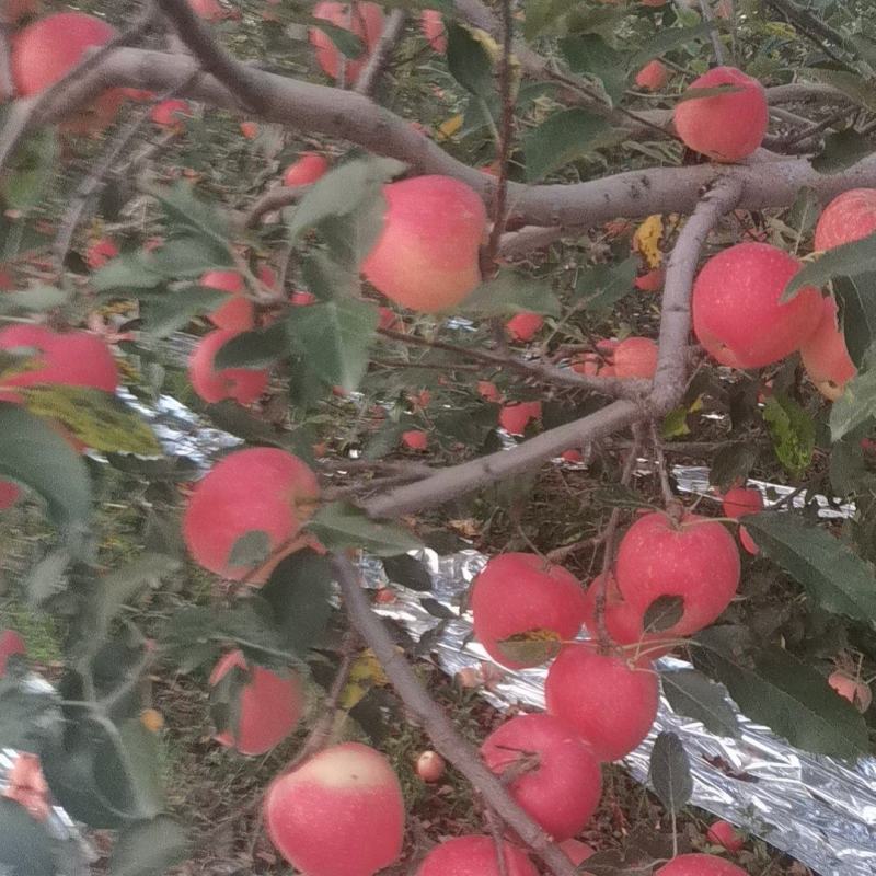 大家好我是顺通果行张喜贵，8月19日今天苹果行情