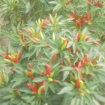 朝天椒干椒