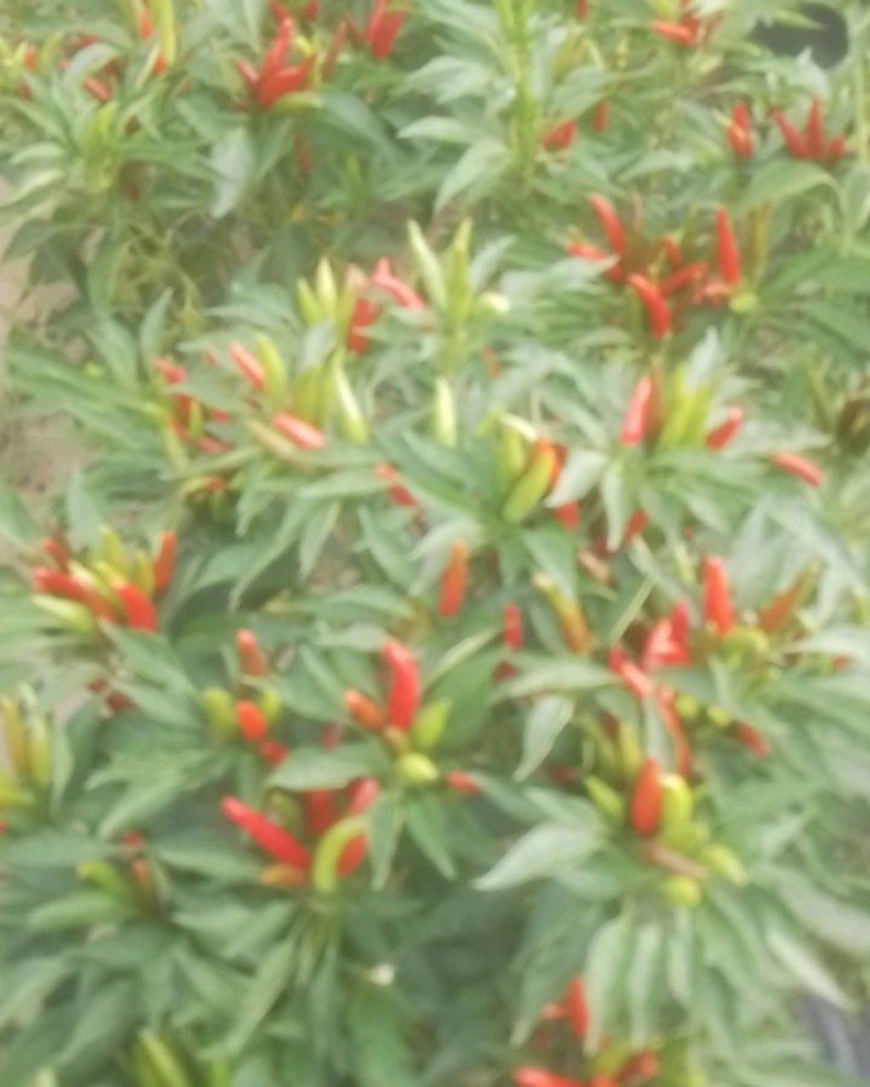 朝天椒干椒