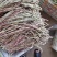 花豇豆长豆角大量上市