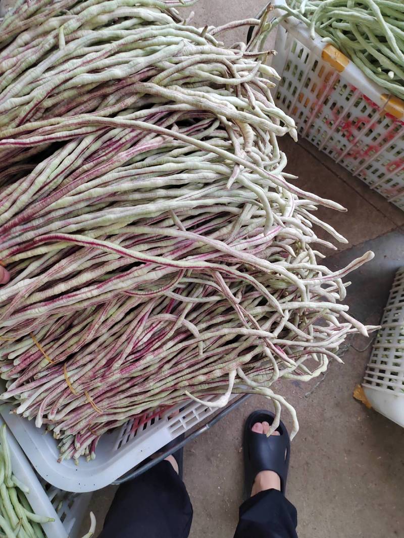 花豇豆长豆角大量上市