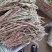 花豇豆长豆角大量上市
