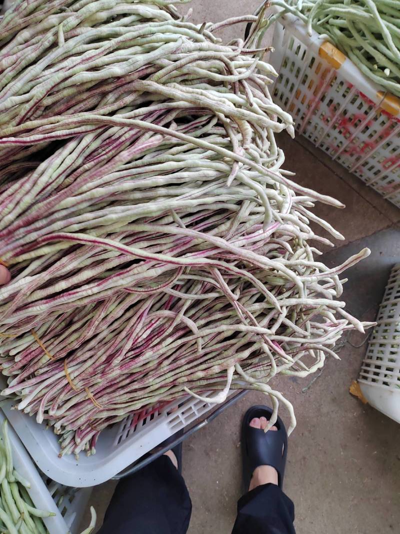 花豇豆长豆角大量上市
