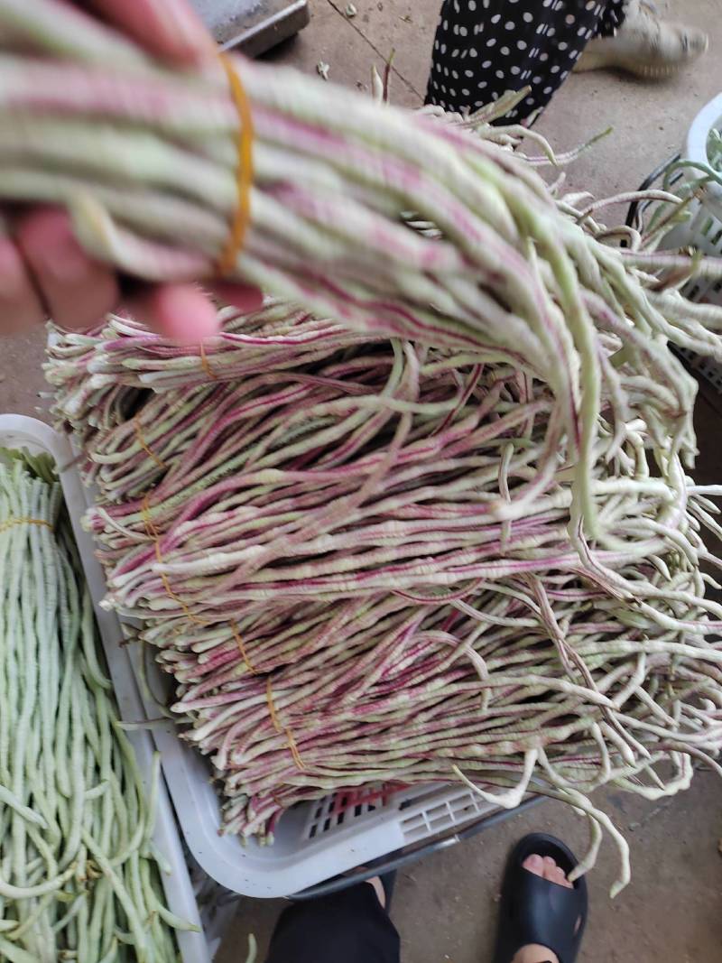 花豇豆长豆角大量上市