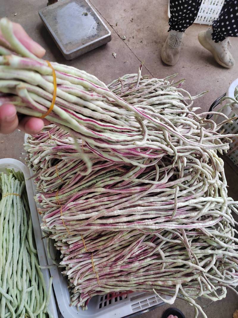 花豇豆长豆角大量上市