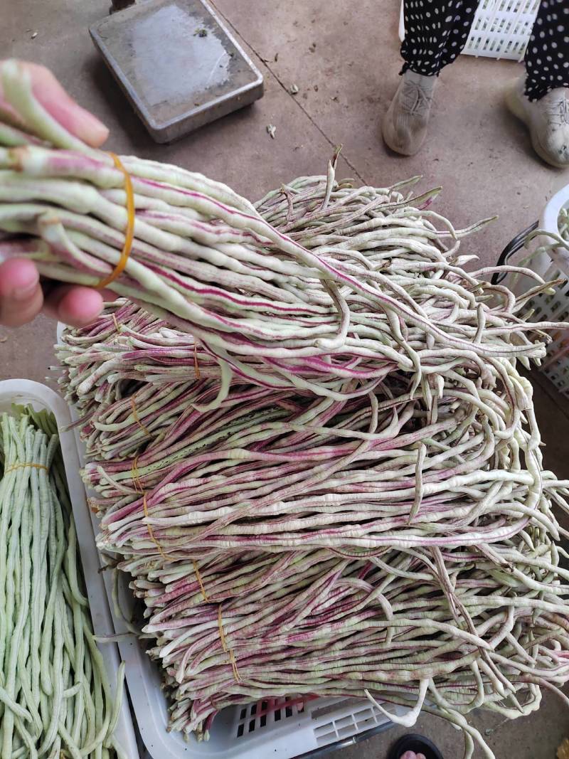 花豇豆长豆角大量上市