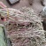 花豇豆长豆角大量上市