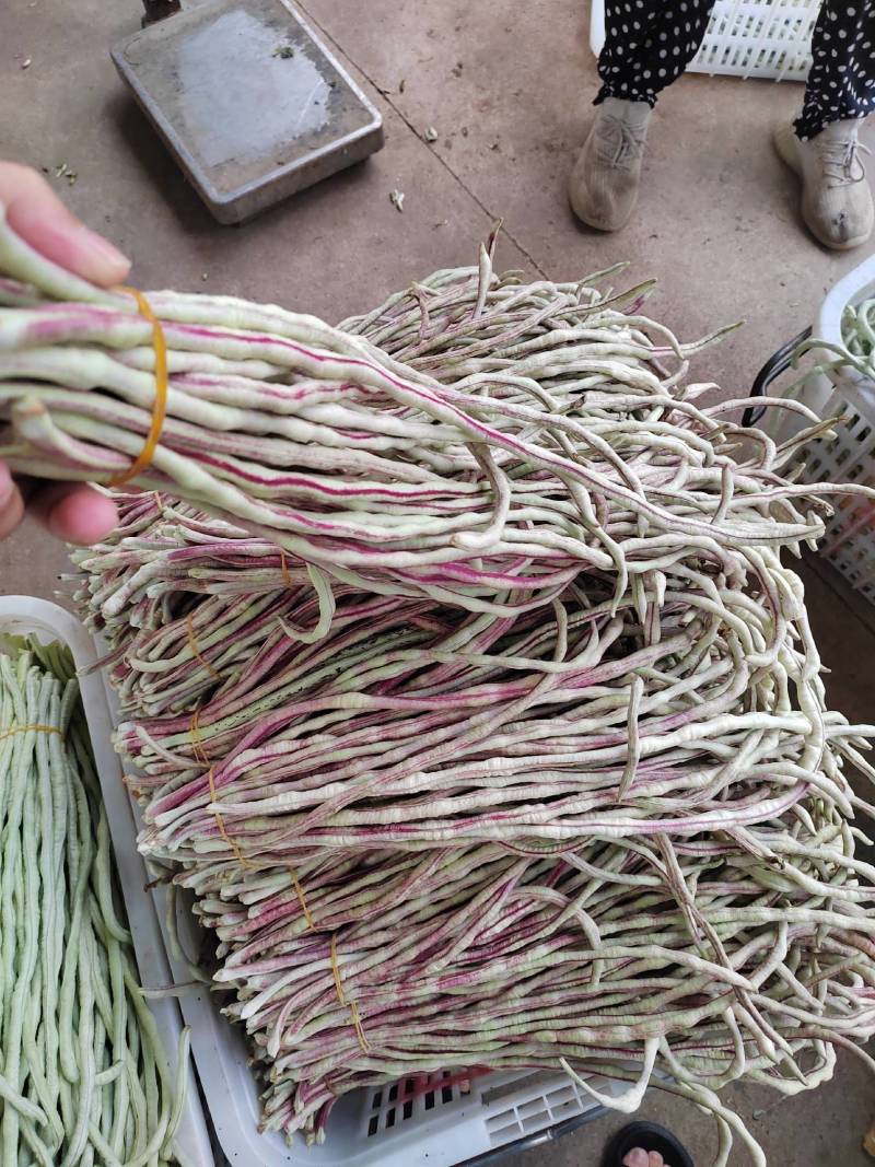 花豇豆长豆角大量上市