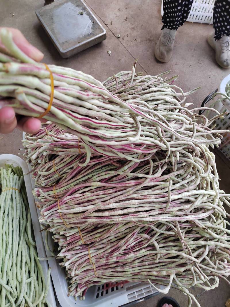 花豇豆长豆角大量上市