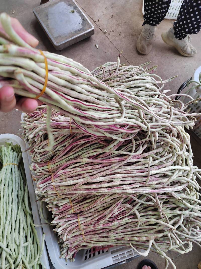 花豇豆长豆角大量上市