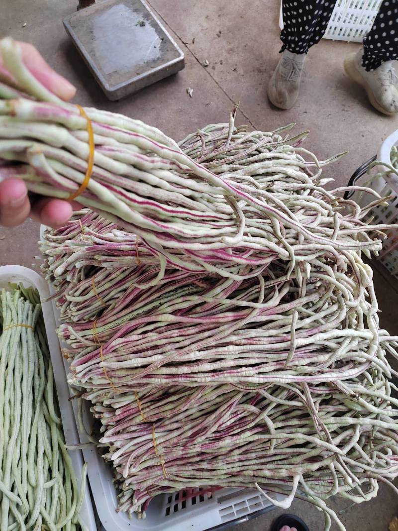 花豇豆长豆角大量上市