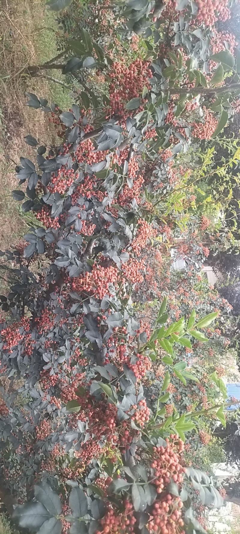 几十万亩大红袍花椒大量上市价格特低对接加工厂，电商平台