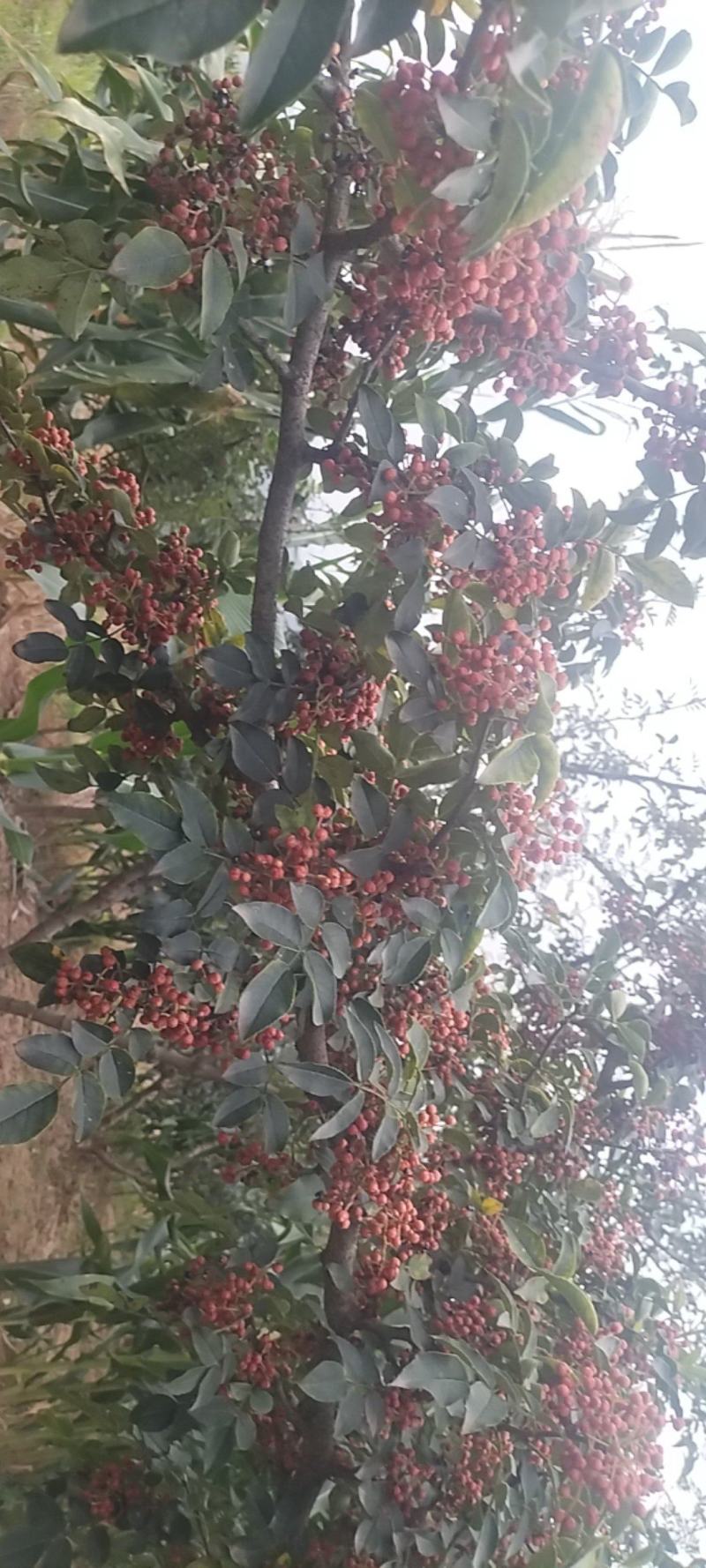 几十万亩大红袍花椒大量上市价格特低对接加工厂，电商平台