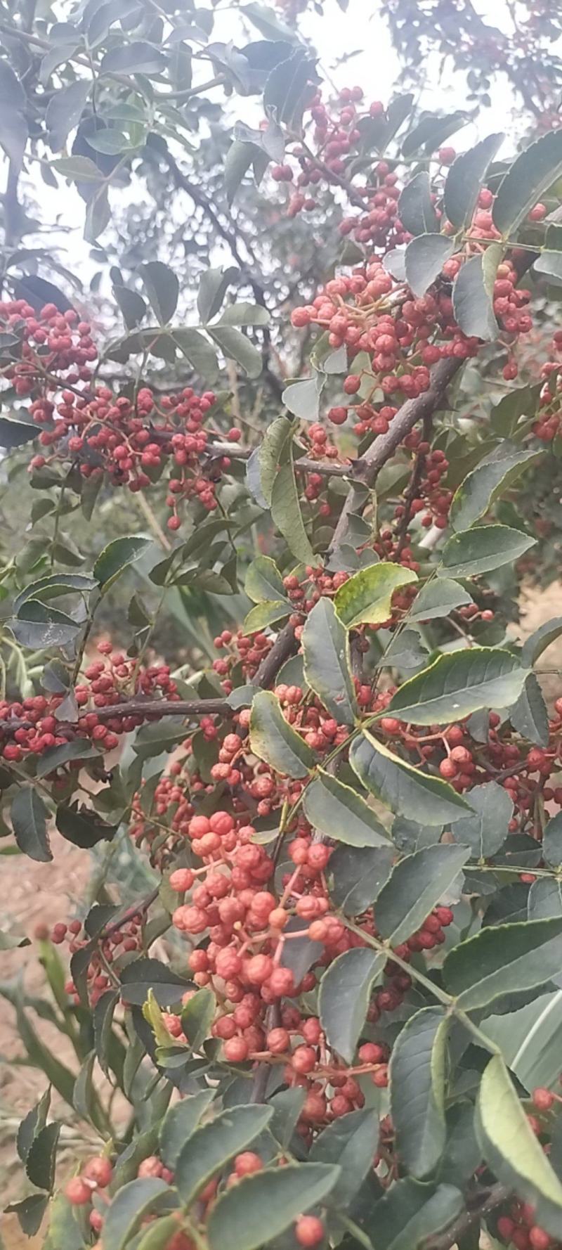 几十万亩大红袍花椒大量上市价格特低对接加工厂，电商平台